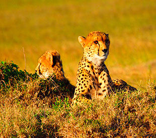 Cruceros África, tigres. SoloCruceros.com Cruceros África, tigres. SoloCruceros.com