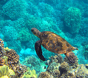 Cruceros por las Islas Galápagos, tortuga marina. SoloCruceros.com Cruceros por las Islas Galápagos, tortuga marina. SoloCruceros.com