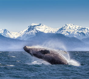 Cruceros por Alaska. SoloCruceros.cl