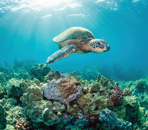 Cruceros por las Islas Galápagos. SoloCruceros.cl
