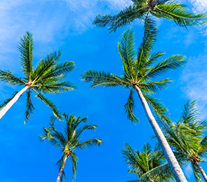 Miami, puerto destacado. SoloCruceros.cl