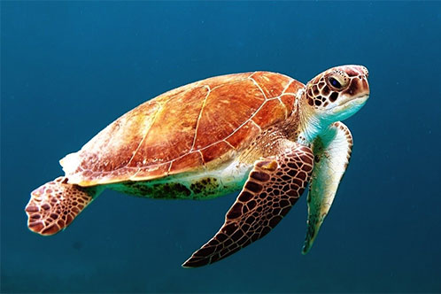 Sostenibilidad y Medio Ambiente, Carnival. SoloCruceros.cl