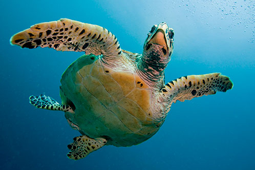 Exploraciones ecológicas. SoloCruceros.cl