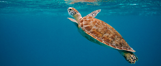 Comprometida con el medio ambiente, CroisiEurope. SoloCruceros.cl