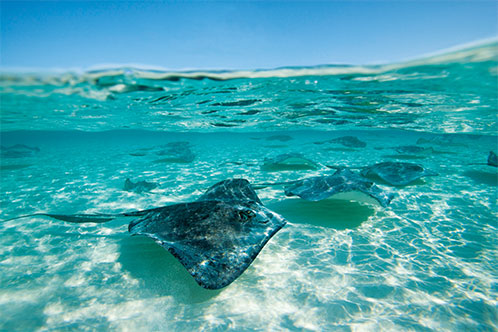 Medio Ambiente, Holland. SoloCruceros.cl Medio Ambiente, Holland. SoloCruceros.cl