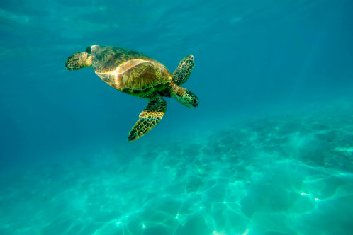 Medio ambiente MSC Cruceros. SoloCruceros.cl