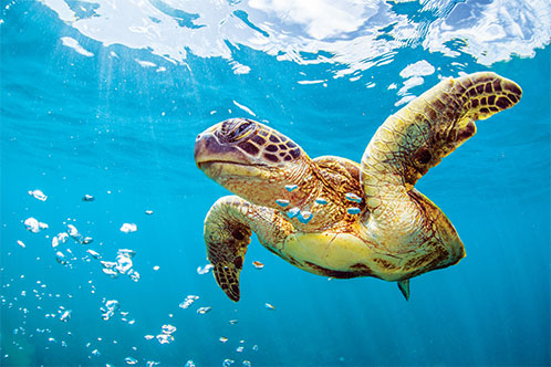 Medio Ambiente y Sostenibilidad, Seabourn. SoloCruceros.cl