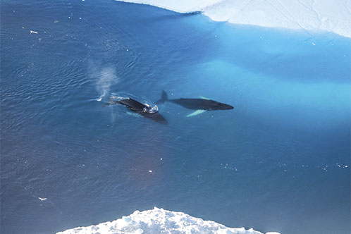 Medio Ambiente y Sostenibilidad, Silversea. SoloCruceros.cl Medio Ambiente y Sostenibilidad, Silversea. SoloCruceros.cl