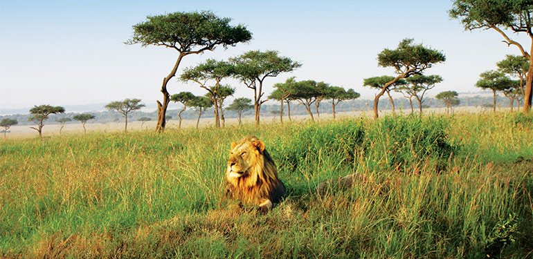 Cruceros por África, Sabana. SoloCruceros.cl