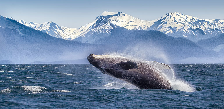 Cruceros por Alaska, disfruta de una naturaleza única. SoloCruceros.cl