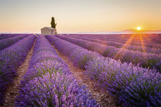 Campos de lavanda de Aix en Provence, Francia. SoloCruceros.cl