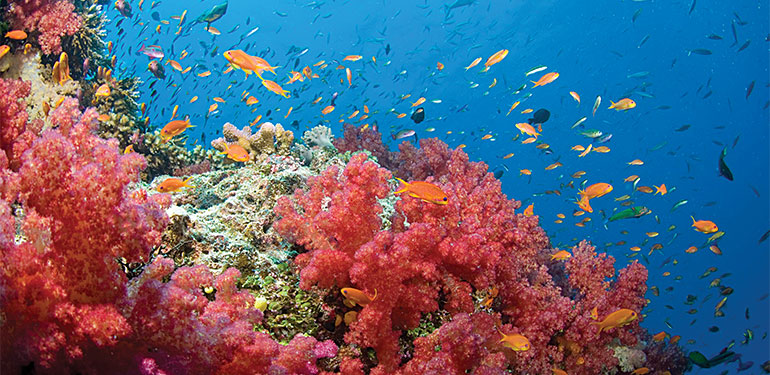 Cruceros por Oceanía y Australia, corales. SoloCruceros.cl