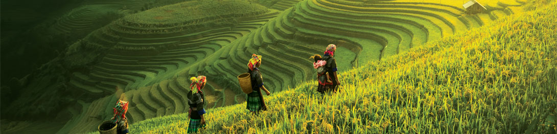 Arrozales de Bali, cruceros por Oriente y Asia. SoloCruceros.cl Arrozales de Bali, cruceros por Oriente y Asia. SoloCruceros.cl