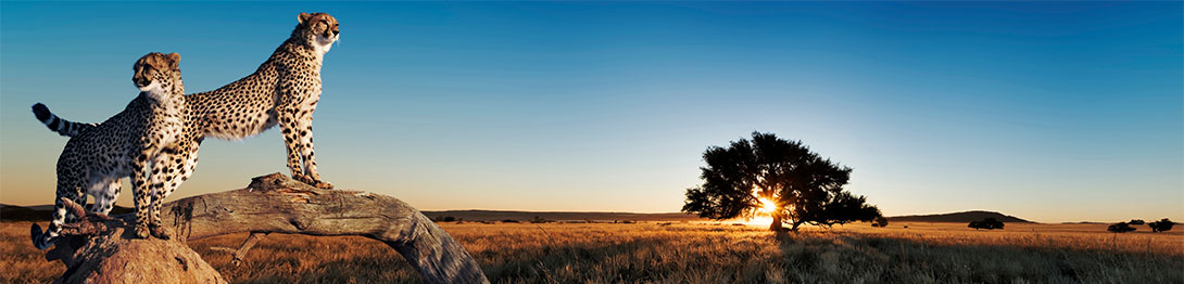Leopardos, África . SoloCruceros.cl
