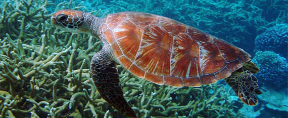 Cruceros novios por las Islas Galápagos. SoloCruceros.cl