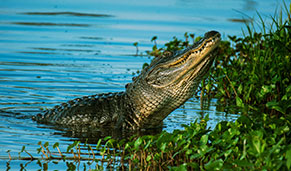Visita los caimanes de Everglades. SoloCruceros.cl