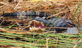 Sawgrass Park, parque nacional Everglades, Miami. SoloCruceros.cl