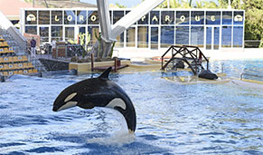 Loro Parque, Tenerife, ideal para niños. SoloCruceros.cl Loro Parque, Tenerife, ideal para niños. SoloCruceros.cl