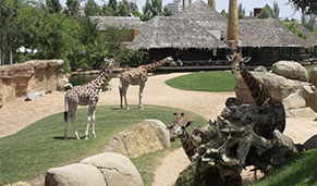 Valencia con niños, Bioparc. SoloCruceros.cl