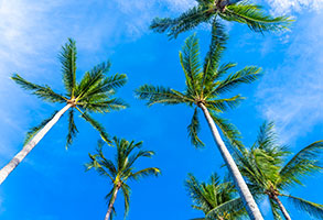 Ofertas de cruceros por el Caribe. SoloCruceros.cl